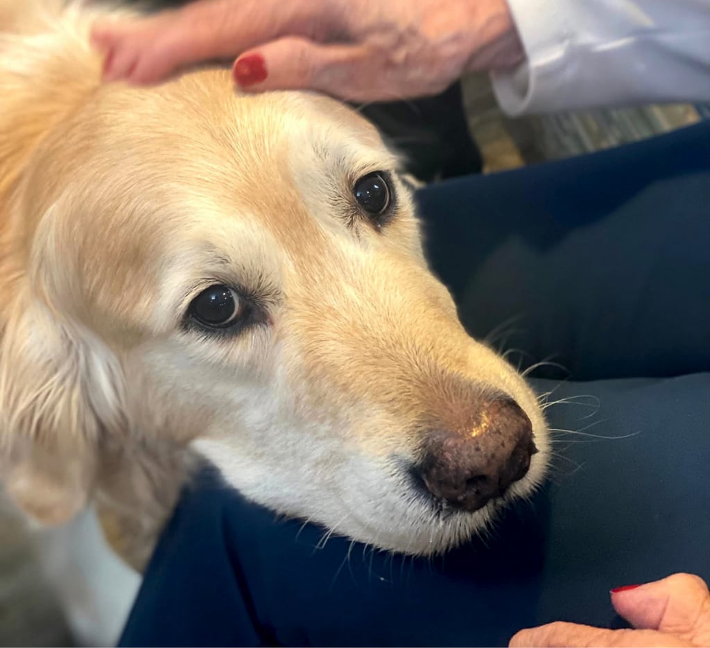 senior woman petting a dog